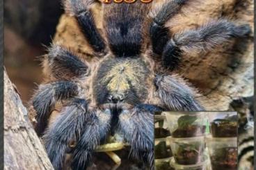 - bird spiders kaufen und verkaufen Photo: Verschiedene Vogelspinnen 0.1 und 1.1
