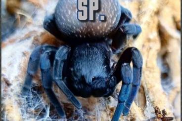 Spiders and Scorpions kaufen und verkaufen Photo: Gandanameno sp. /  Heteropoda sp. flores ENZ / Terrarien