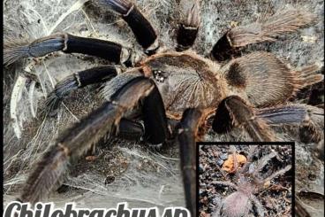 - bird spiders kaufen und verkaufen Photo: Verschiedene Vogelspinnen 0.1 Weibchen & 1.1 Pärchen 