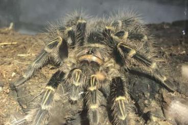 Vogelspinnen kaufen und verkaufen Foto: Bestandsaufgabe Grammostola, Aphonopelma,… Brachypelma,…