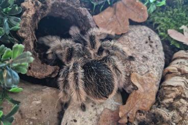 Vogelspinnen kaufen und verkaufen Foto: 0.0.600 F1 Tlitlocatl albopilosus Nicaragua 