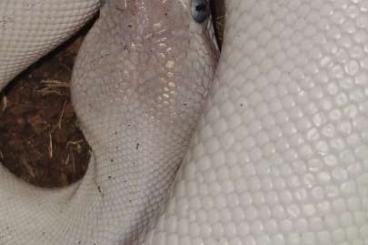 Ball Pythons kaufen und verkaufen Photo: 0.1 P. regius, Lucy Blue Eyes CB'23