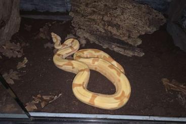 Boas kaufen und verkaufen Photo: BOA imperator 0.1 Sunglow jungle sharp Boas kaufen und verkaufen Photo: BOA imperator 0.1 Sunglow jungle sharp