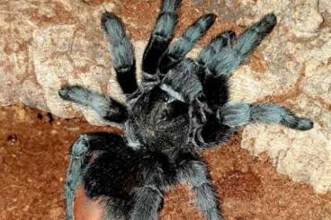 - bird spiders kaufen und verkaufen Photo: 0,1 Grammostola pulchra  