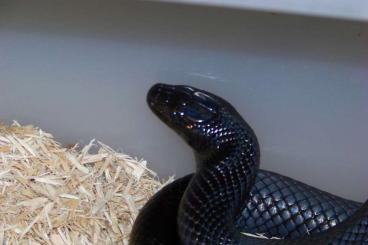 Snakes kaufen und verkaufen Photo: Lampropeltis triangulum gaigeae