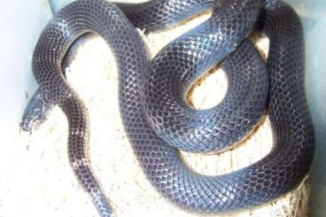 Schlangen kaufen und verkaufen Foto: Lampropeltis triangulum gaigeae