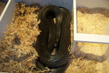 Snakes kaufen und verkaufen Photo: Lampropeltis triangulum gaigeae