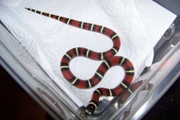 Snakes kaufen und verkaufen Photo: Lampropeltis triangulum gaigeae