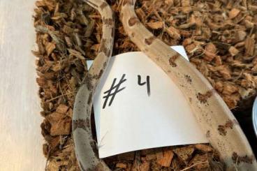 Boas kaufen und verkaufen Photo: Boa constrictor Hypo, Abgottschlange