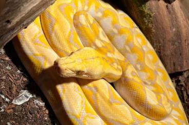 Snakes kaufen und verkaufen Photo: 0.1 Python reticulatus super dwarf Purple het snow 2021 Snakes kaufen und verkaufen Photo: 0.1 Python reticulatus super dwarf Purple het snow 2021