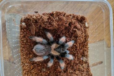 Vogelspinnen kaufen und verkaufen Foto: Biete Brachypelma Emilia 