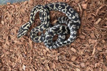 Pythons kaufen und verkaufen Photo: Morelia spilota harrisoni 