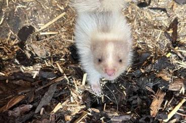 Exotische Säuger kaufen und verkaufen Photo: Skunks abzugeben - Stinktiere Exotische Säuger kaufen und verkaufen Photo: Skunks abzugeben - Stinktiere