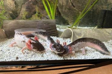 Newts kaufen und verkaufen Photo: Starke Harlekin Axolotl Zucht Linie Babys