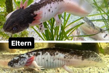 Molche kaufen und verkaufen Foto: Für Gersfeld Extrem Harlekin Axolotl 