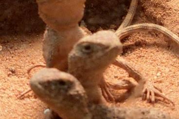 Agamen kaufen und verkaufen Foto: Biete 2 Tympanocryptis centralis Männchen Agamen kaufen und verkaufen Foto: Biete 2 Tympanocryptis centralis Männchen