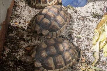 Tortoises kaufen und verkaufen Photo: Verkaufe Testudo marginata aus 2019