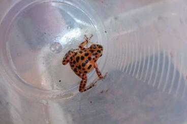 Poison dart frogs kaufen und verkaufen Photo: Ranitomeya ventrimaculata, Oophaga pumilio bastimentos 