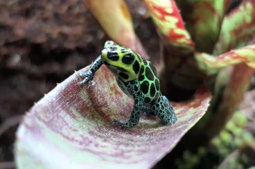 Poison dart frogs kaufen und verkaufen Photo: Ranitomeya ventrimaculata/imitator Oophaga pumilio bastimentos 