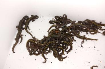 Schwanzlurche kaufen und verkaufen Foto: Ambystoma macrodactylum CB 2024