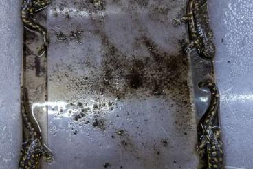 Schwanzlurche kaufen und verkaufen Foto: Ambystoma tigrinum und Ambystoma mavortium melanostictum Schwanzlurche kaufen und verkaufen Foto: Ambystoma tigrinum und Ambystoma mavortium melanostictum