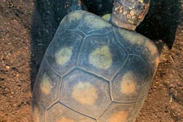 Landschildkröten kaufen und verkaufen Foto: Angebotene Kohlebrenner Laterne Schildkrötenpaar