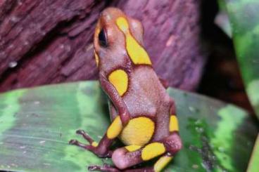 Poison dart frogs kaufen und verkaufen Photo: 1,0 Oophaga histrionica „Playa de Oro“