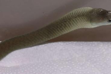 Giftschlangen kaufen und verkaufen Foto: Juvenile female Black Mamba (D. polylepis) Giftschlangen kaufen und verkaufen Foto: Juvenile female Black Mamba (D. polylepis)