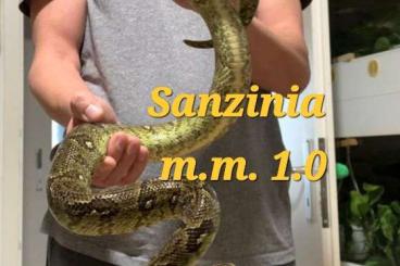 Boas kaufen und verkaufen Foto:  Sanzinia madagascariensis m.