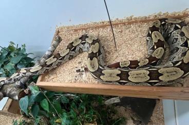 Boas kaufen und verkaufen Photo: Boa constrictor constrictor