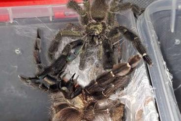 - bird spiders kaufen und verkaufen Photo: Psalmopoeus reduncus, bulk