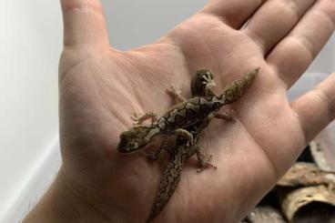 Geckos kaufen und verkaufen Photo: Diplodactylus furcosus 1.1.2 Hamm december 