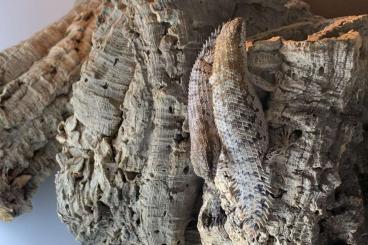 Skinks kaufen und verkaufen Photo: Egernia depressa “Shark Bay” Skinks kaufen und verkaufen Photo: Egernia depressa “Shark Bay”