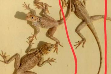 Agama kaufen und verkaufen Photo:  1,0 Acanthocercus annectans 