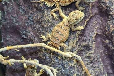 Agamen kaufen und verkaufen Foto: Junge Xenagama taylori - Biberschwanzagamen 