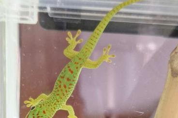 Geckos kaufen und verkaufen Foto: NZ 24 Phelsuma grandis- Gr. Madagaskar Taggeckos 