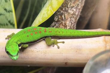 Geckos kaufen und verkaufen Foto: Biete Phelsuma nigristriata für Ulm am 15.3.25