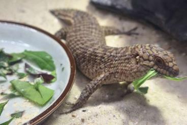 Skinks kaufen und verkaufen Photo: Zur Übergabe in Ulm am 15.3.25 Egernia