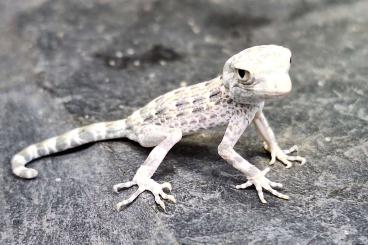 Geckos kaufen und verkaufen Photo: Zur Übergabe in Ulm am 15.3.25 Pristurus 