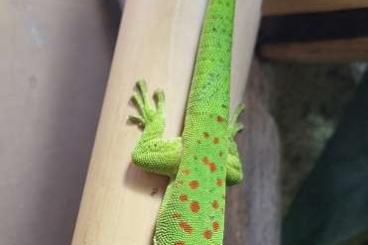 Geckos kaufen und verkaufen Foto: Zur Übergabe in Ulm 15.3.25 Phelsuma 