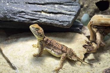 Agama kaufen und verkaufen Photo: Subadultes Paar Xenagama taylori 