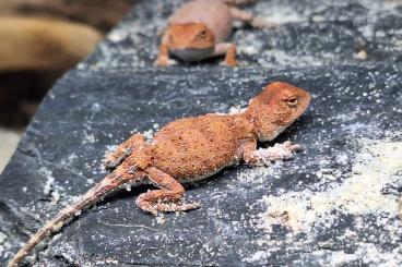 Agamen kaufen und verkaufen Foto: Australische Taubagame - Tympanocryptis centralis Agamen kaufen und verkaufen Foto: Australische Taubagame - Tympanocryptis centralis