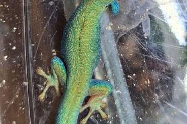 Echsen kaufen und verkaufen Foto: Nachzuchten Phelsuma/Lygodactylus/Egernia/Lepidodactylus/Tympanocrypti Echsen kaufen und verkaufen Foto: Nachzuchten Phelsuma/Lygodactylus/Egernia/Lepidodactylus/Tympanocrypti