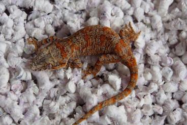 Geckos kaufen und verkaufen Photo: Crested geckos and gargoyle geckos for Hamm!