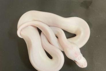 Ball Pythons kaufen und verkaufen Photo: 0.1 Butter Piebald 07.2023