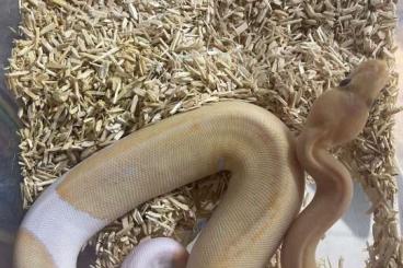 Königspythons kaufen und verkaufen Foto: 0.1 Champagne Banana het Piebald