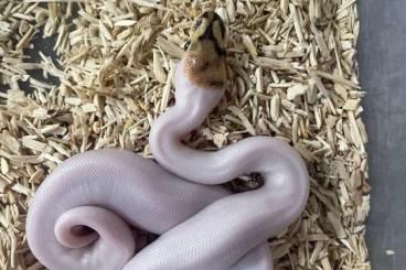 Königspythons kaufen und verkaufen Foto: Spider Yellow Belly Leopard Piebald