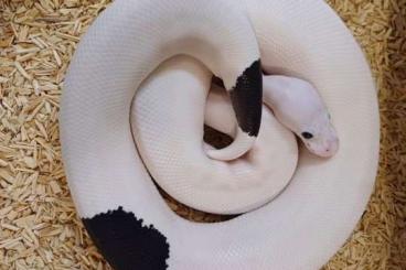 Ball Pythons kaufen und verkaufen Photo: Panda-Piebald Königspython 