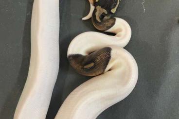 Ball Pythons kaufen und verkaufen Photo: 1.0 BlackPastelPiebald von 05.2023