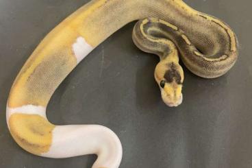 Königspythons kaufen und verkaufen Foto: 1.0 ChampagneBanana het Piebald 